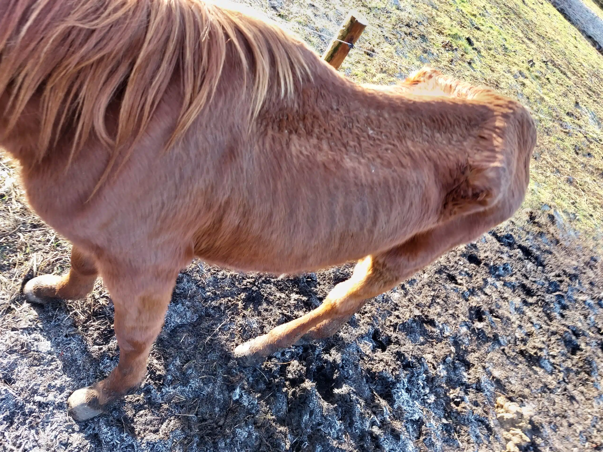 this image show horse cruelty case webp file (2 of 2)