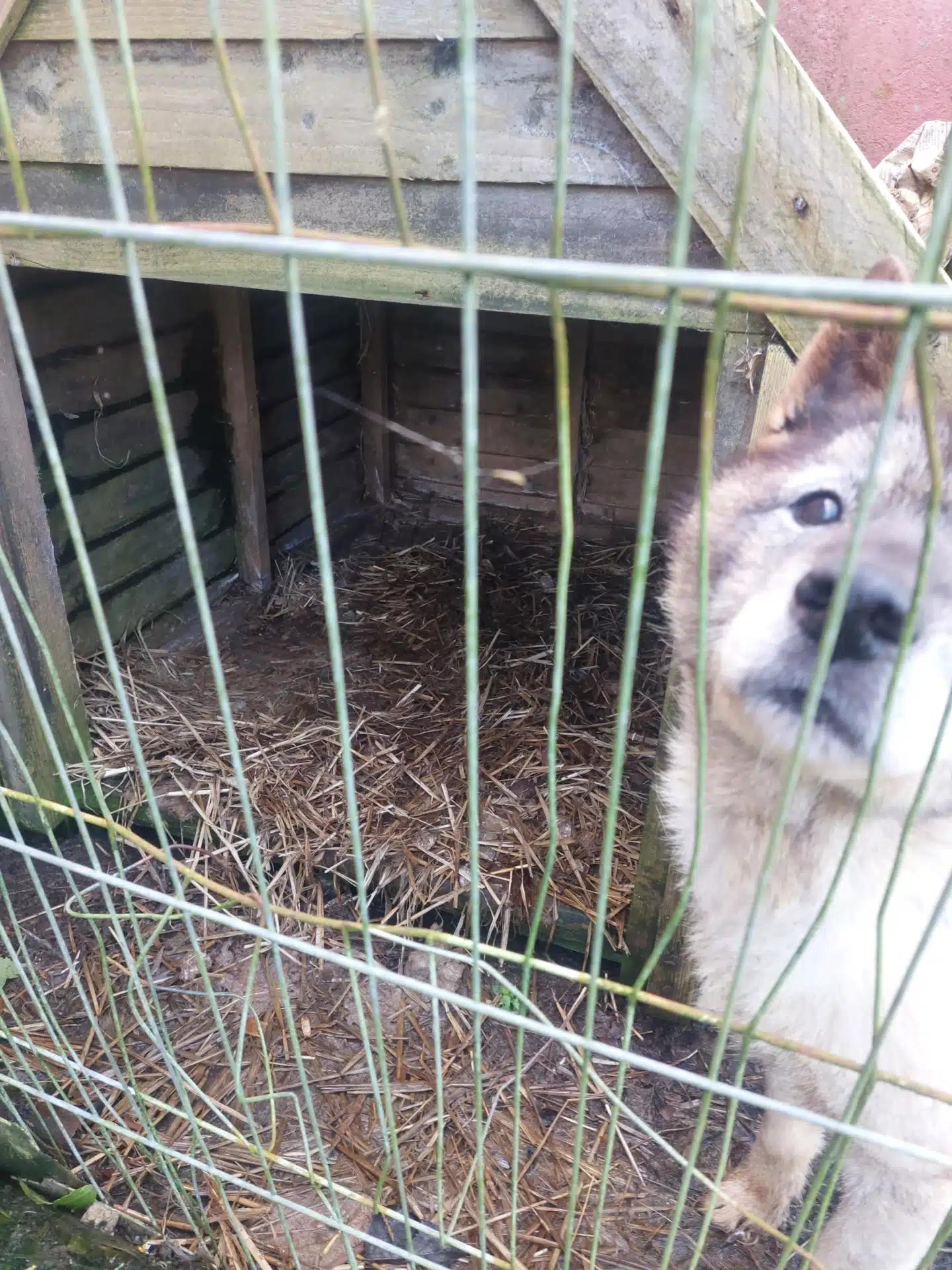 This image shows Norwegian Elk Hound - Animal News Ireland
