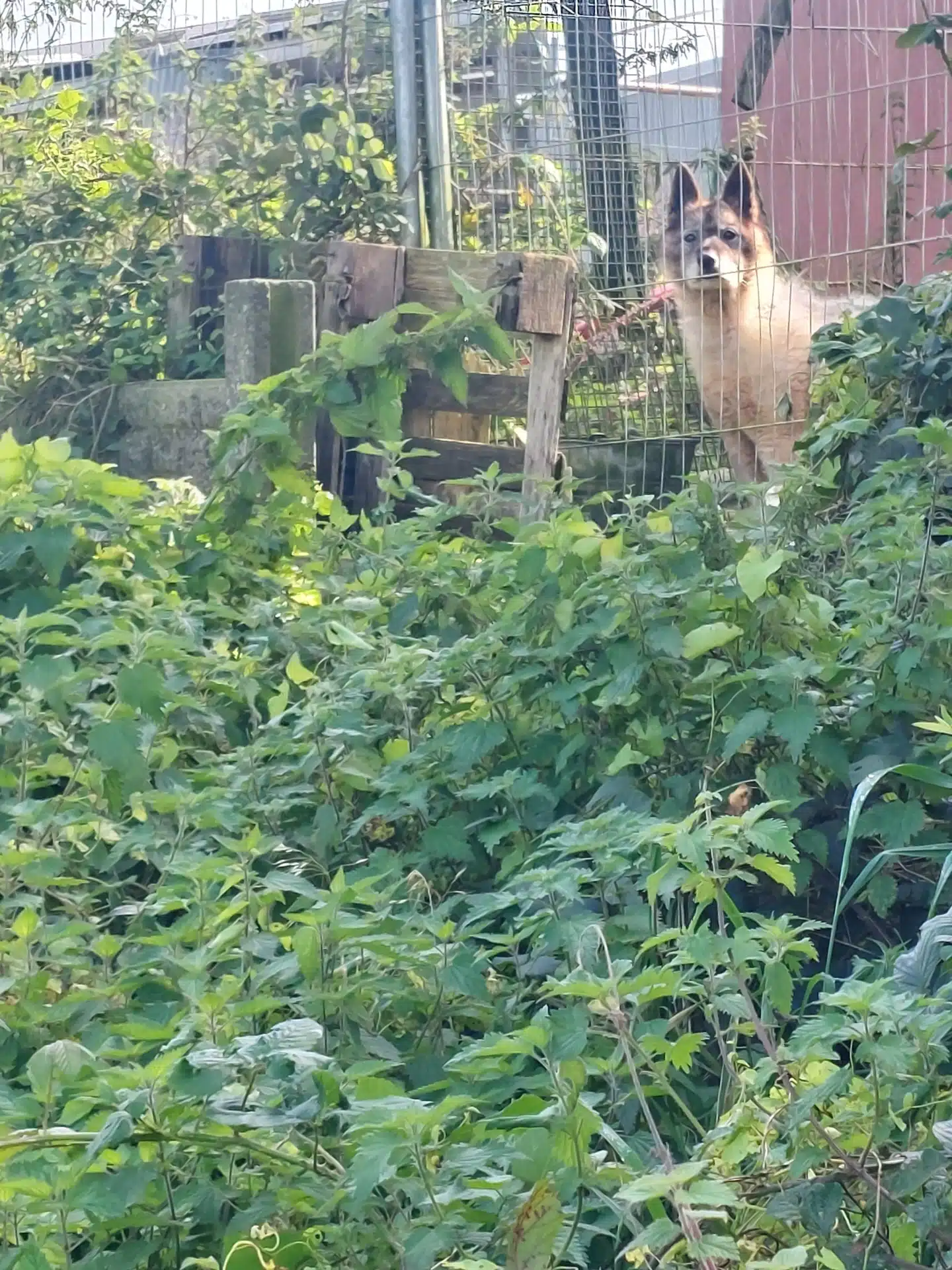 This image shows Norwegian Elk Hound - Animal News Ireland