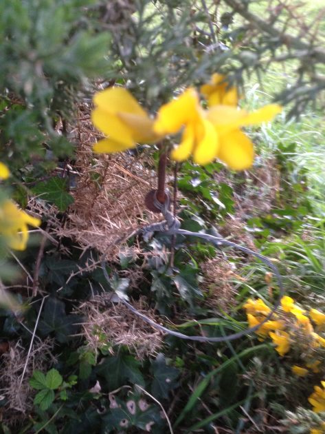 Animal News Ireland - Fox snare