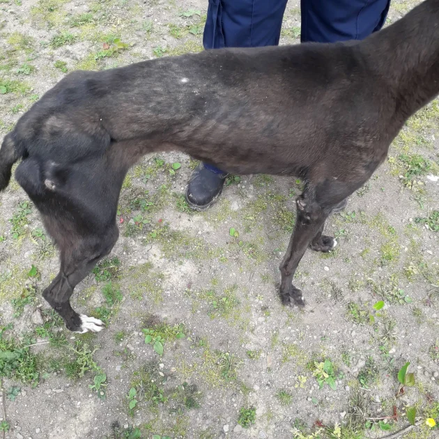 Dog Carlow Cruelty Case
