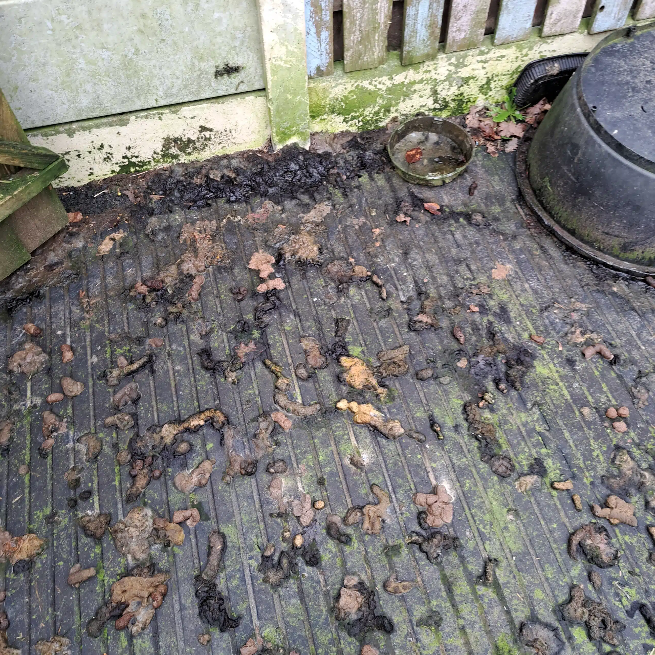 This image shows kennel conditions at Carlow property- dogs neglect