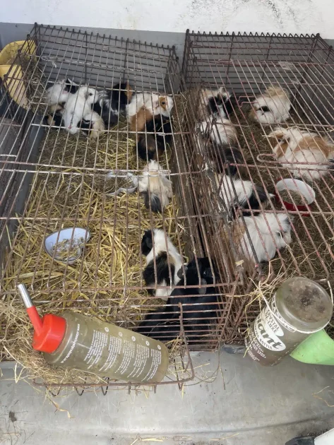 Animal News Ireland - Animal Rescue