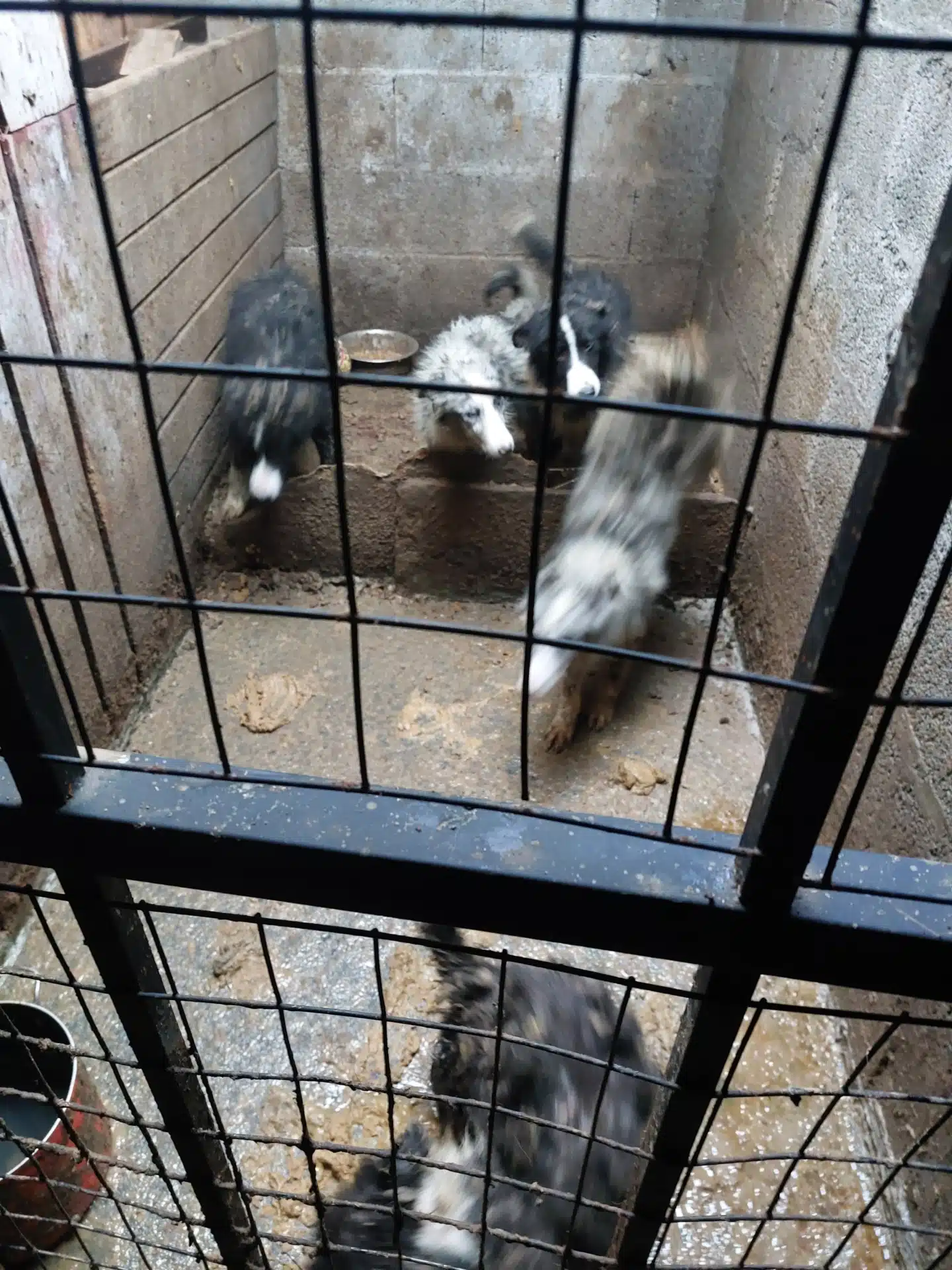Animal News Ireland- Puppy Farming Court Case