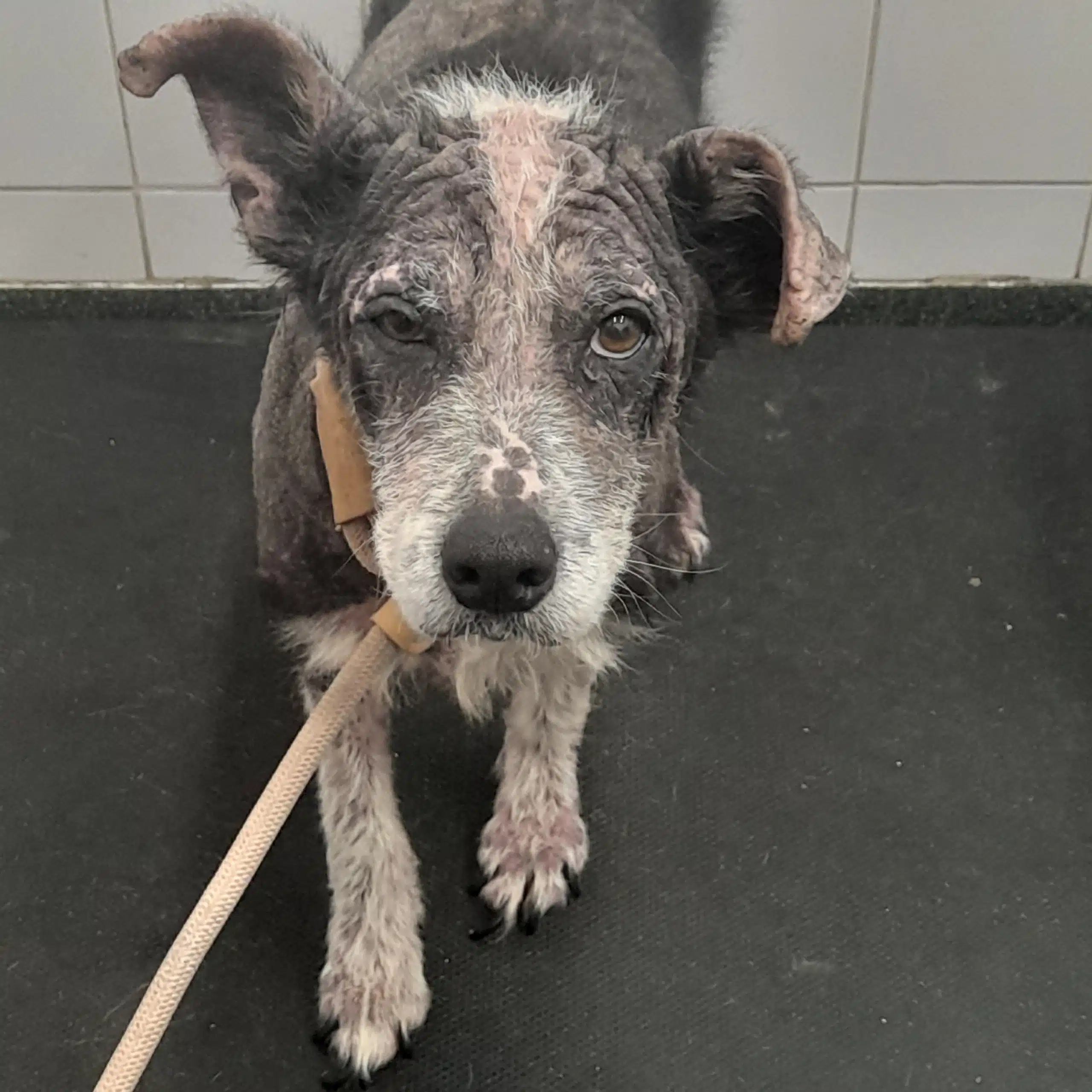 This image shows a neglected dog webp file - Waterford