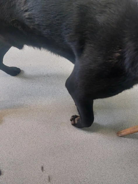 This image shows a dog with a paw injury webp file - Animal Health and Welfare Act