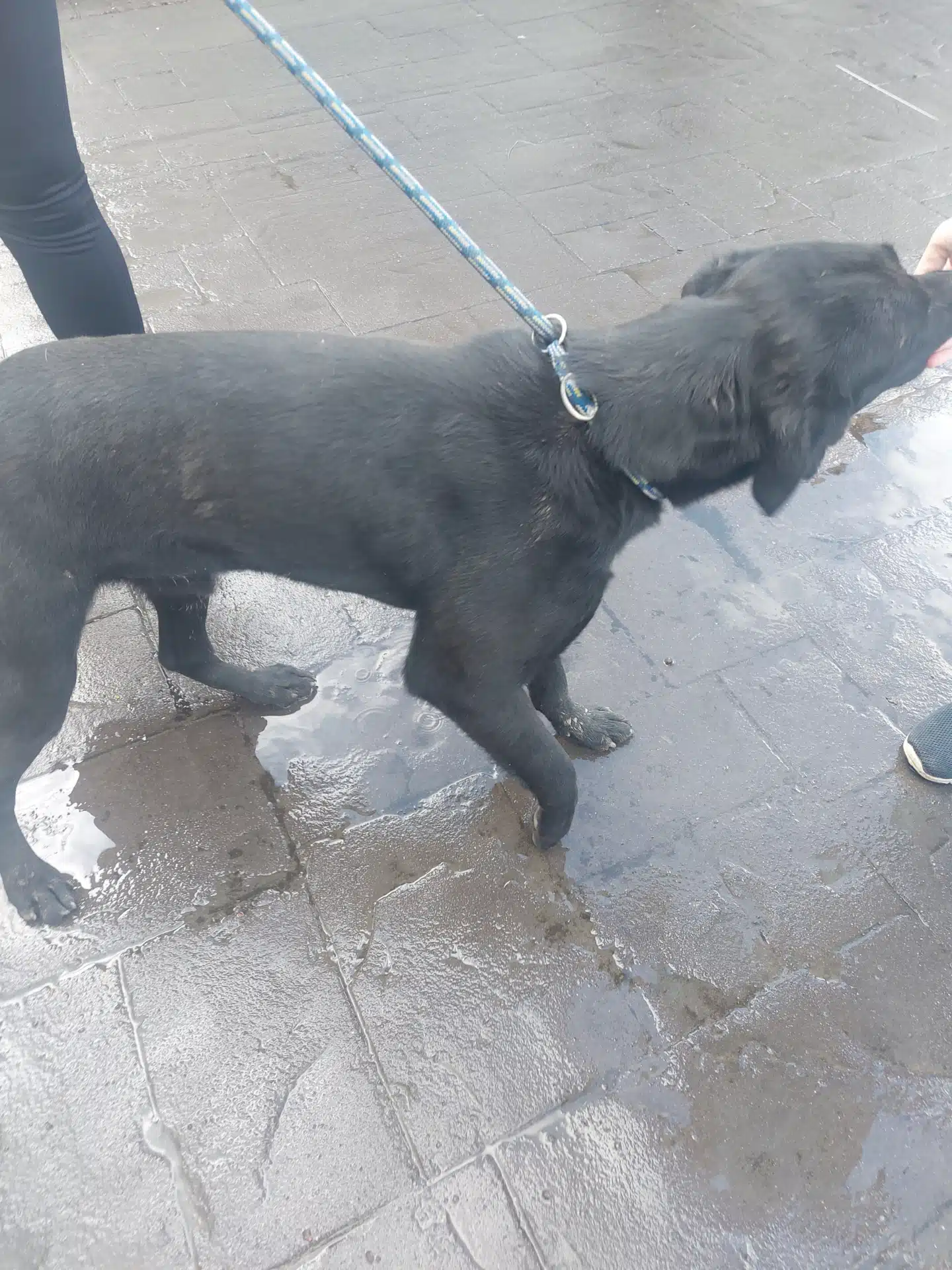 This image shows an injured dog webp file - Animal Health and Welfare Act