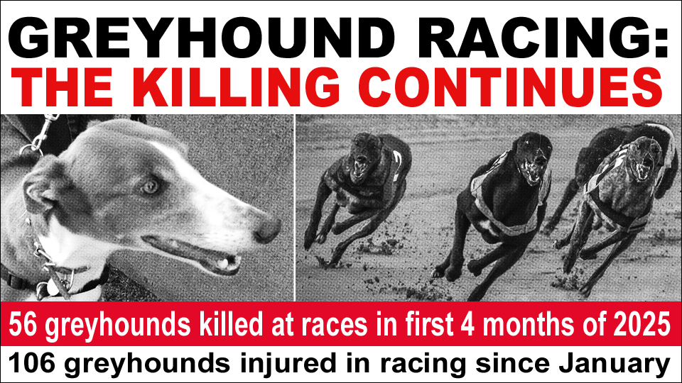 Animal News Ireland - Greyhound Racing Tracks