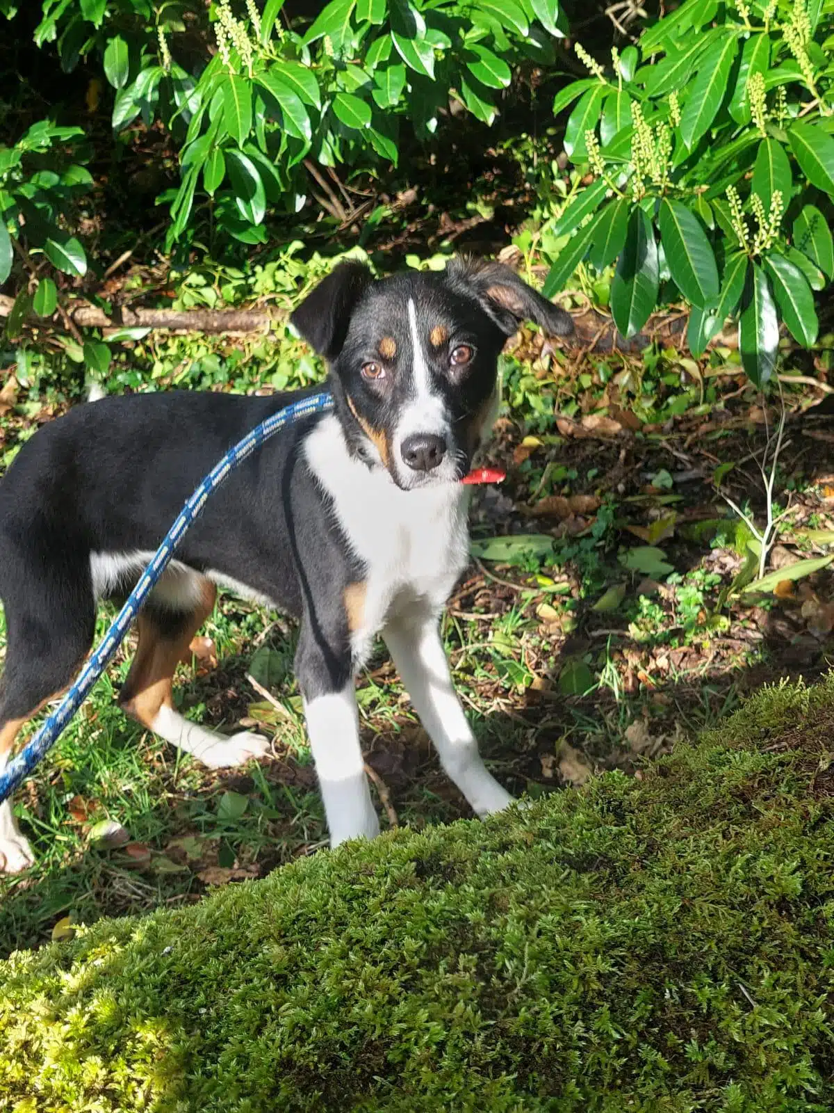 Sheba the dog webp file - Meath couple