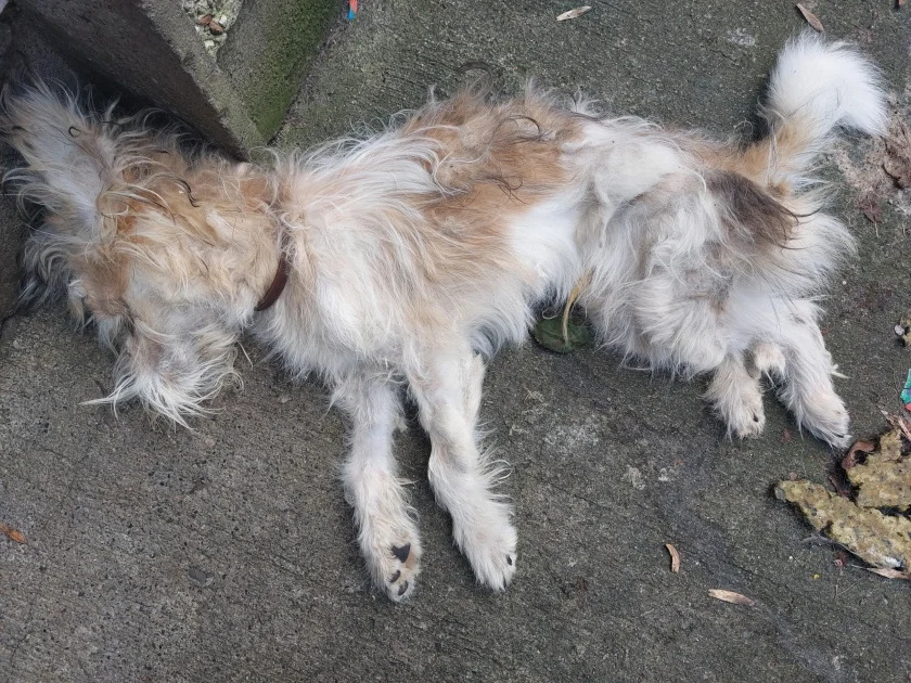 Bruno deceased dog 