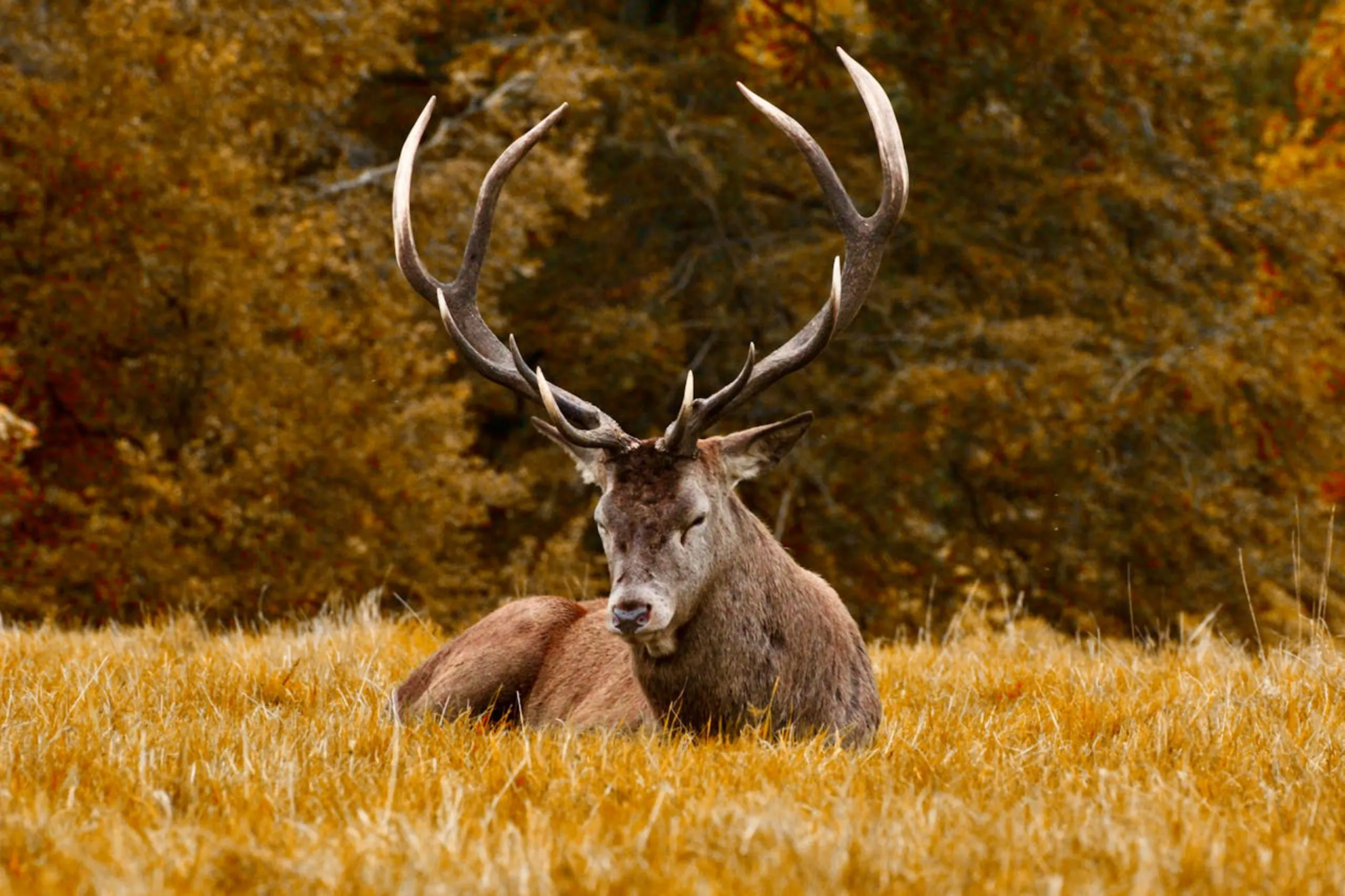 This image show - Red Deer - Animla News Ireland webp file Deer Management Units
