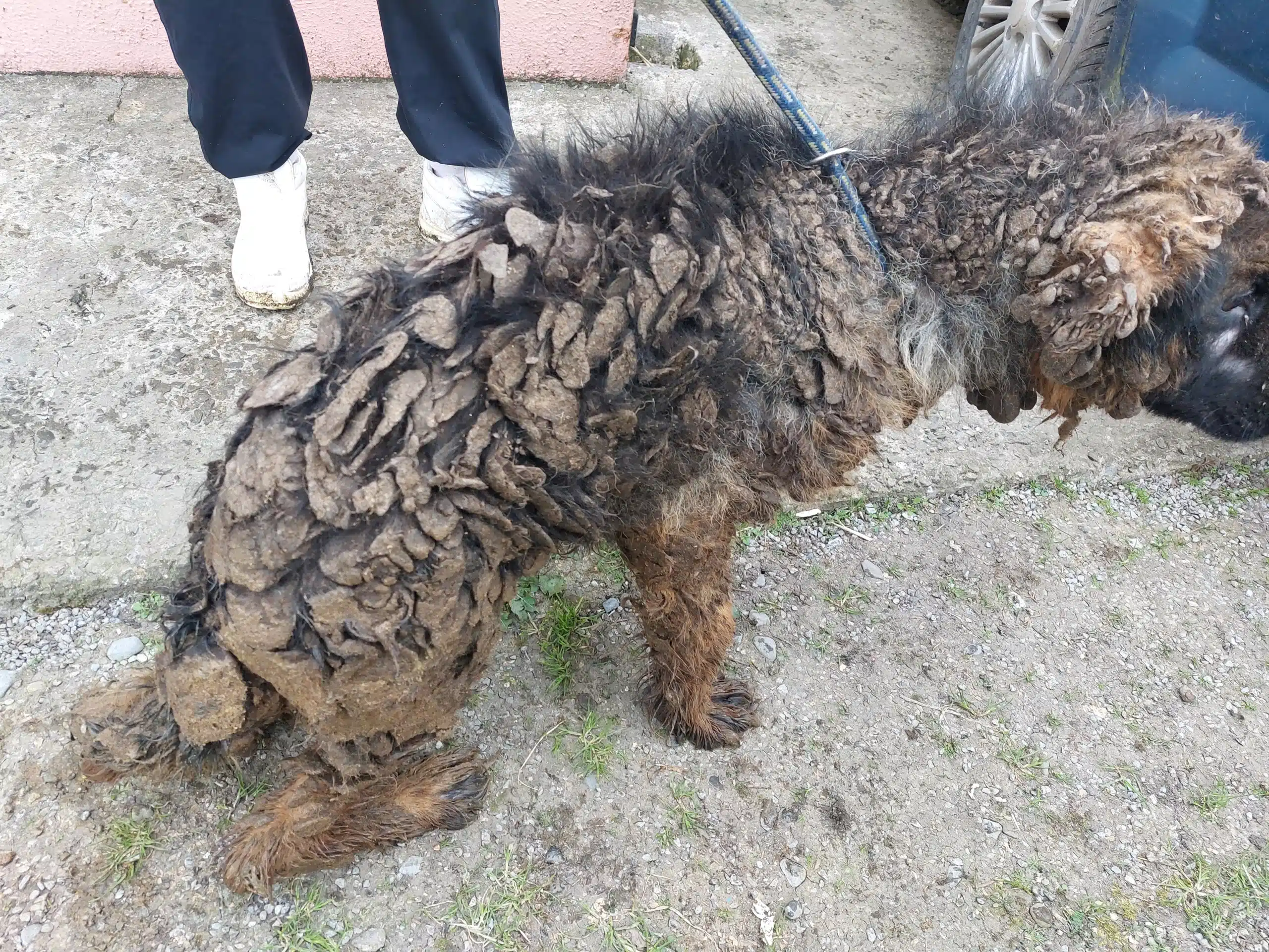this image shows German Shepherd webp file - cork dog abuser