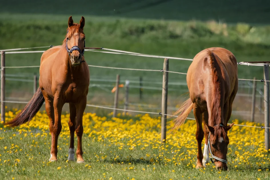 Two brown horses ina field. Horse Traceability