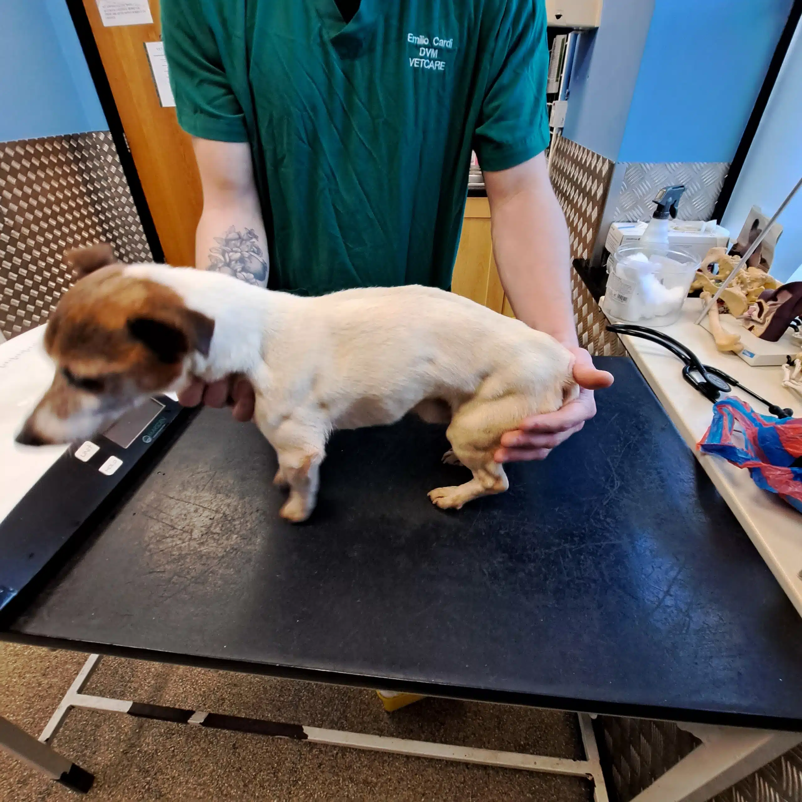 This image shows Jack Russell dog at the vet - Lifetime Animal Ownership Ban