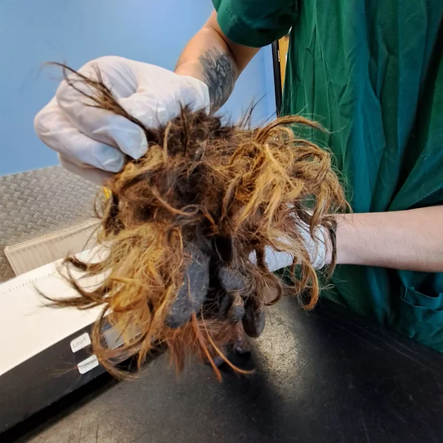 This image shows matted dog hair - Lifetime Animal Ownership Ban