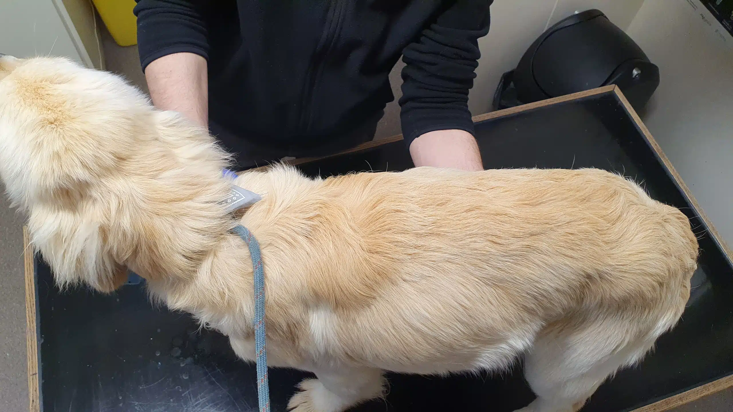 A Golden Retriever dog. at the vet. Wicklow woman court case.