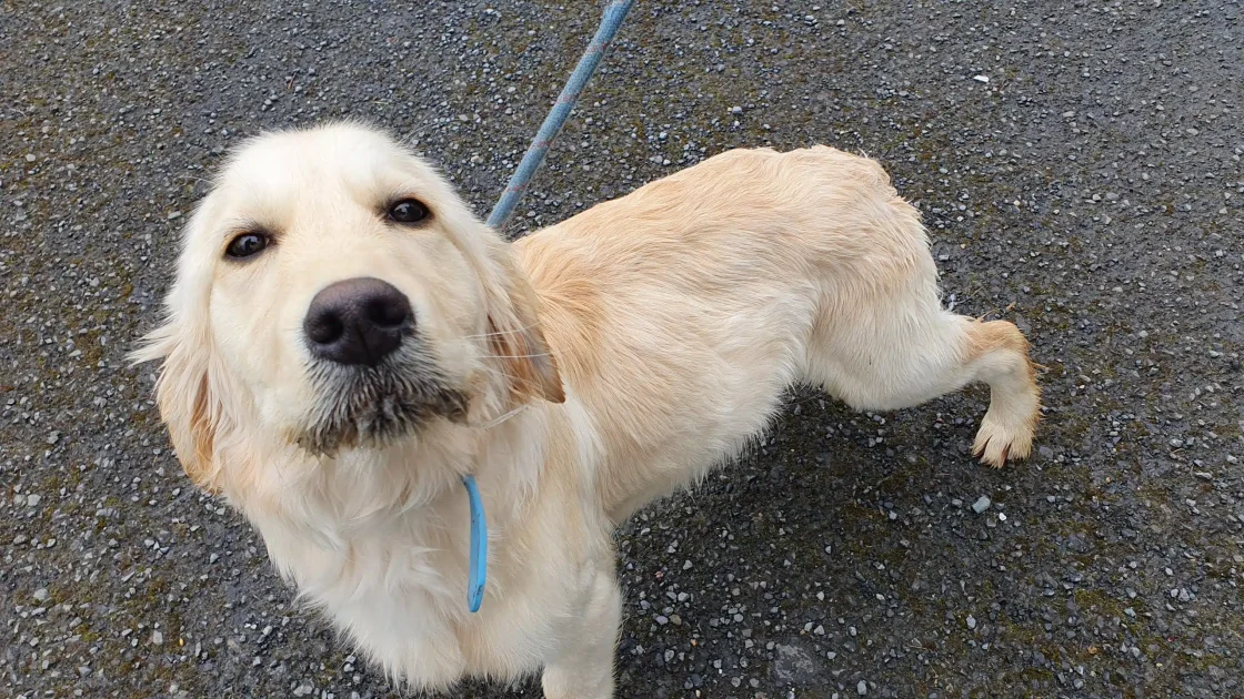 A golden retriever called Romeo. Wicklow woman court case.