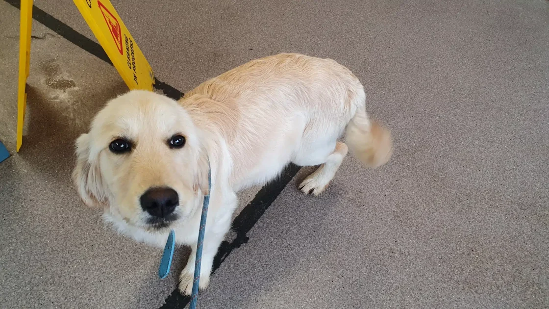 A Golden Retriever dog. Wicklow woman court case.