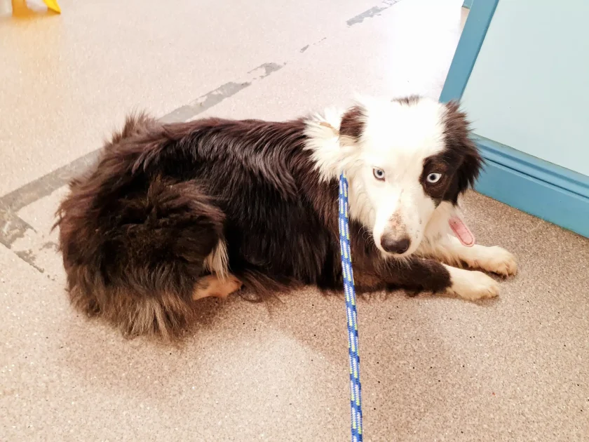 A Collie dog called Sky. Wicklow woman court case.