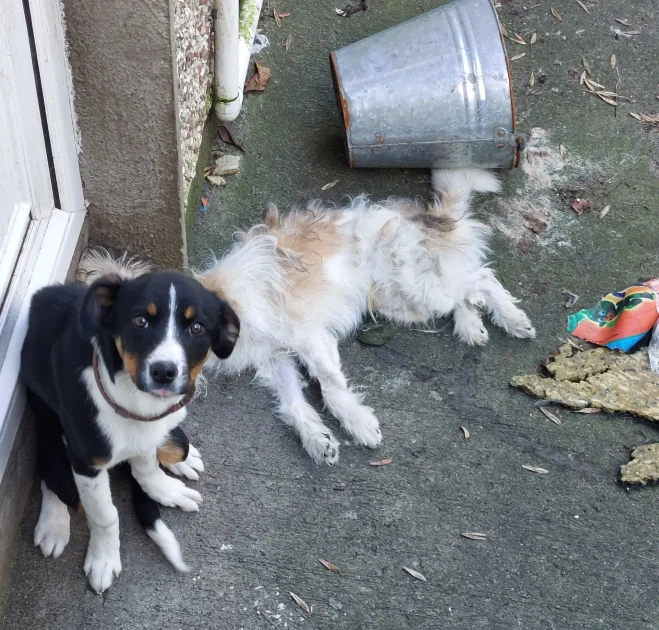 Two dogs in a yard.