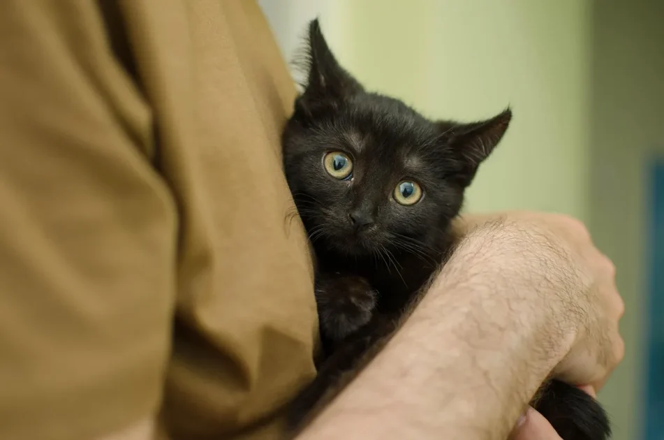 Cat being held in a human arm. Animal Welfare Journalism.
