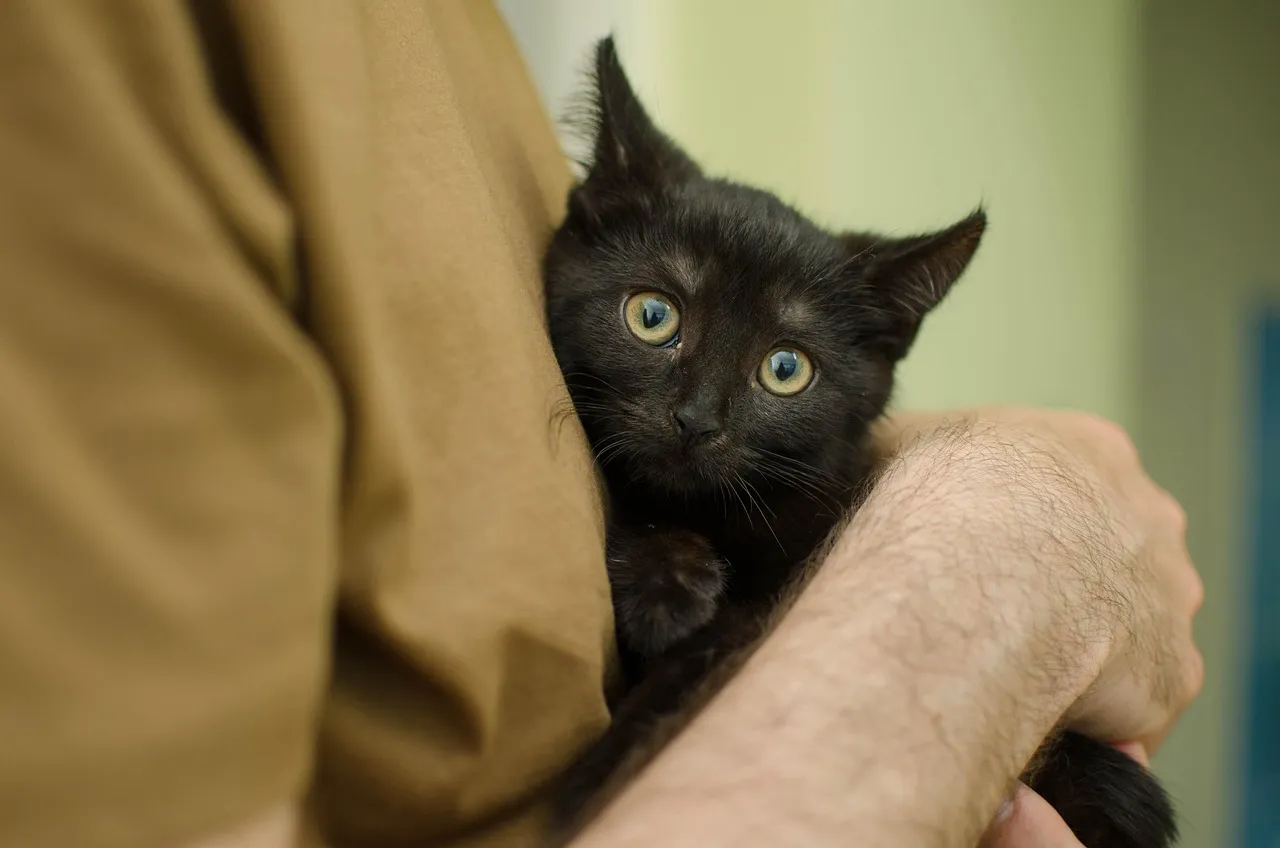 Cat being held in human arms.