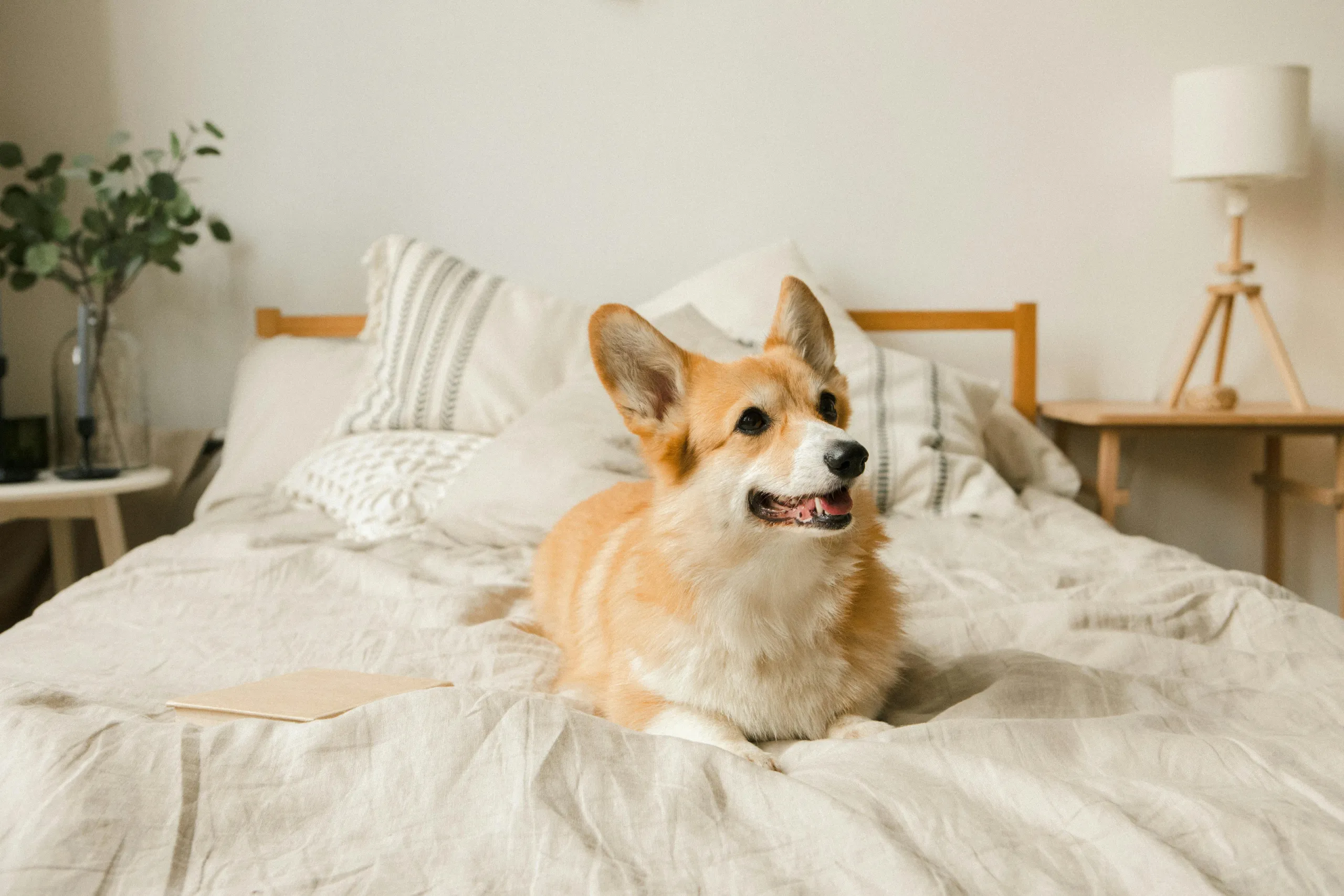 Corgi Dog sitting on a bed. Dog-friendly accommodation.