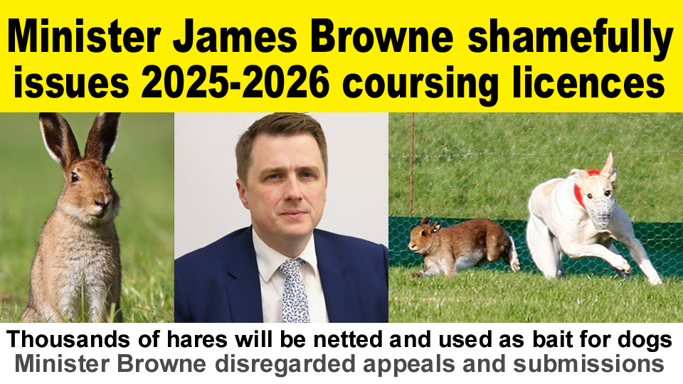 Irish Hare Coursing licence issued.