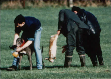 Irish hare coursing. One man holding a greyhound. Two other men holding a hare.