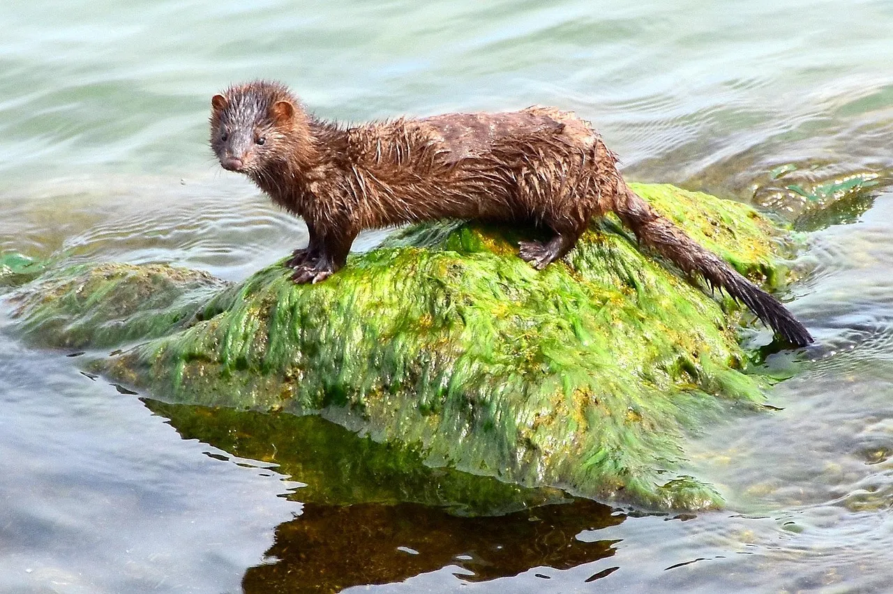 American mink on a rock.