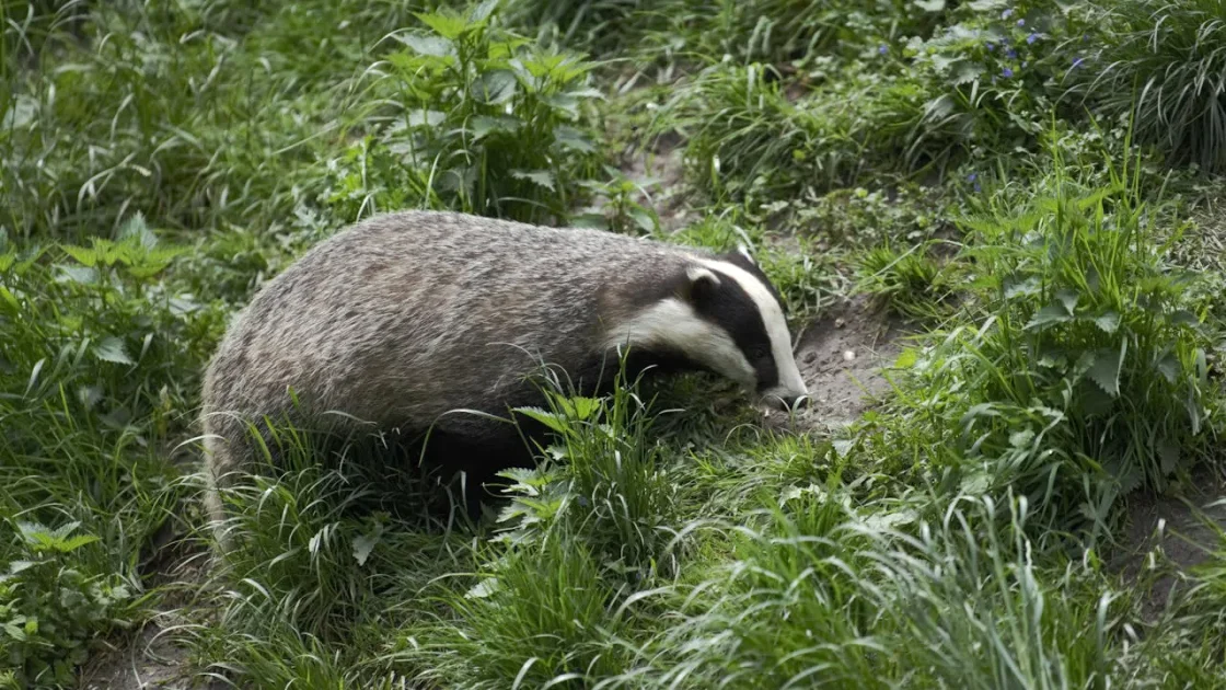 Badger in a Field. Bovine Tuberculosis.