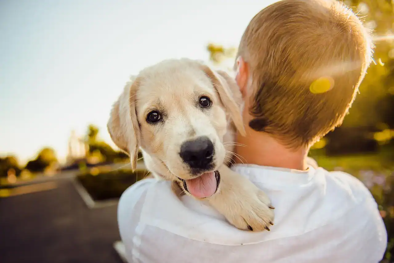 Dog being carried on a shoulder by a human. Business Directory