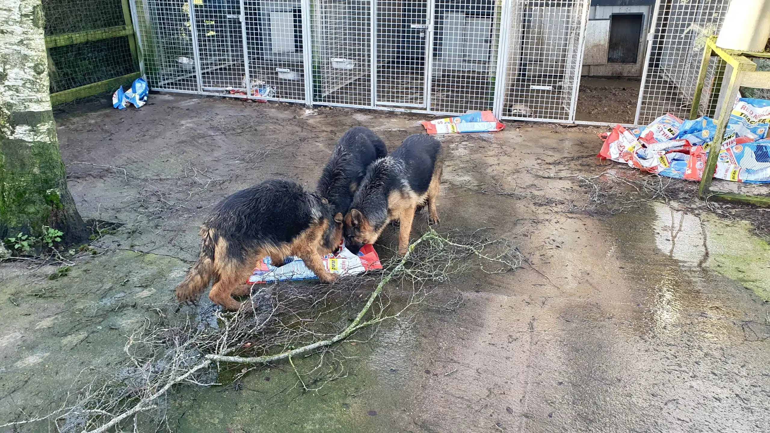 German shepherds at Meath property. Meath dog breeder.