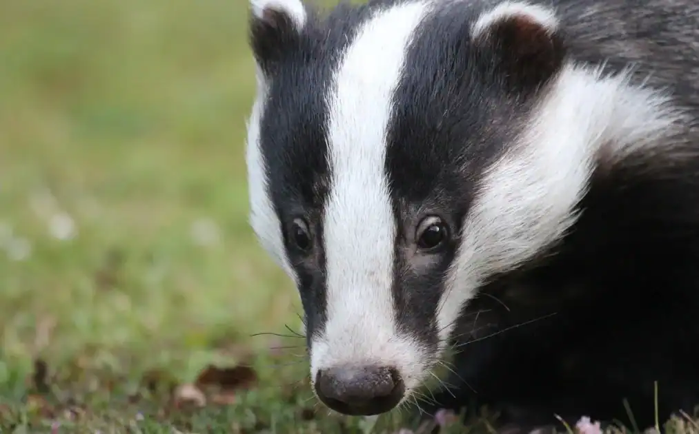 Badger. Department of Agricutlure.