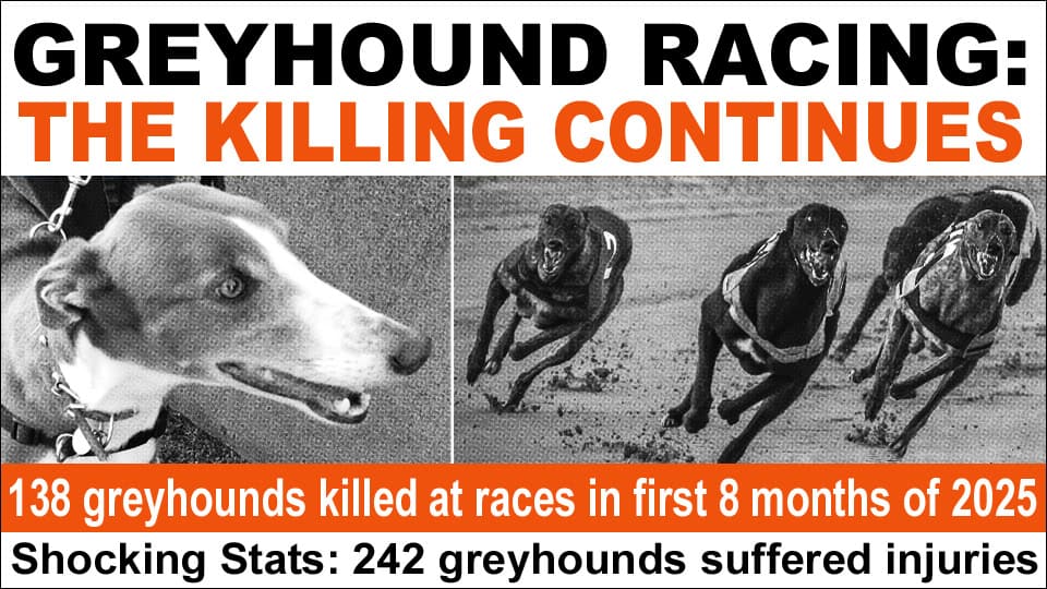 Greyhounds Racing. Greyhound Deaths.