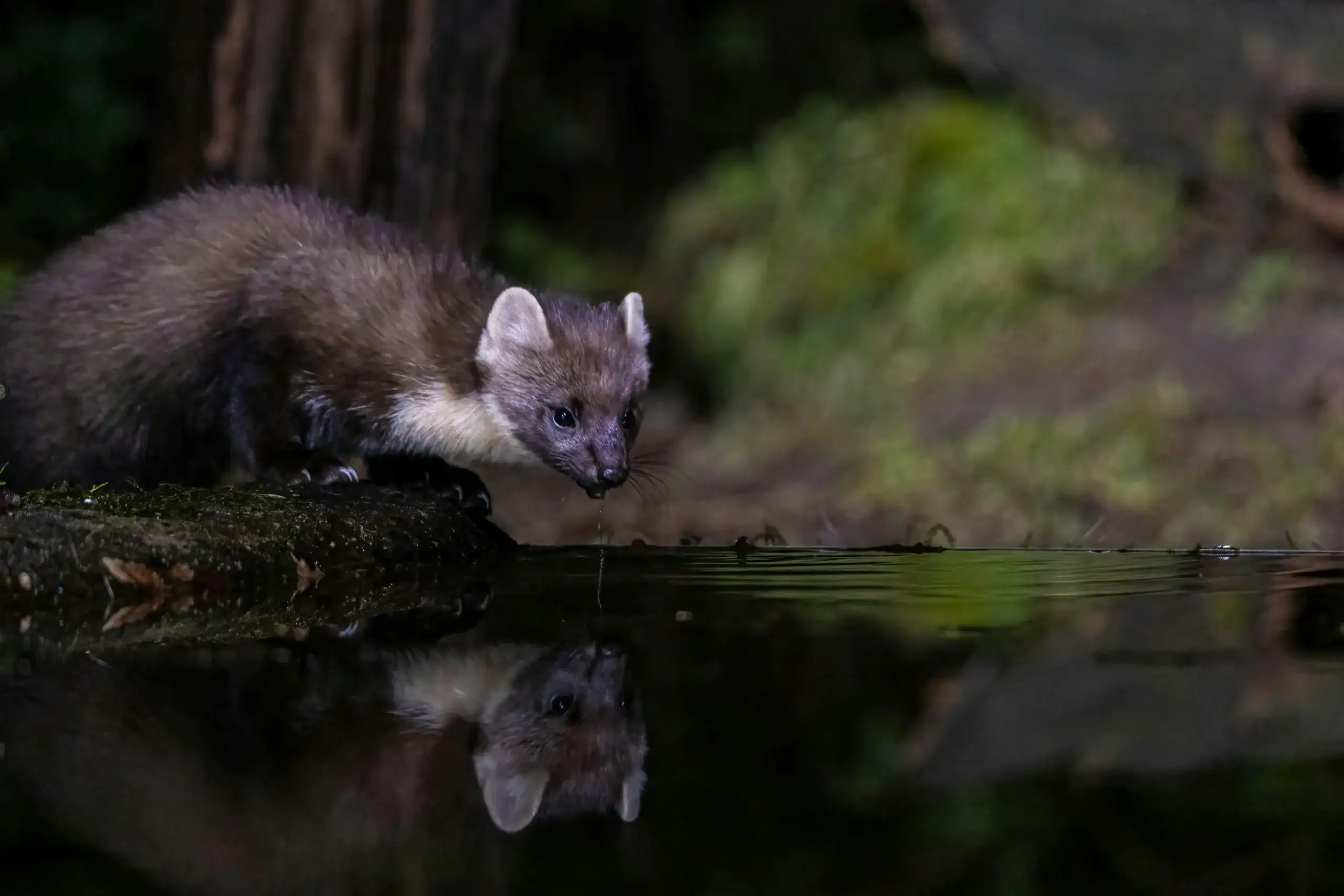 Pine marten drinking river water.