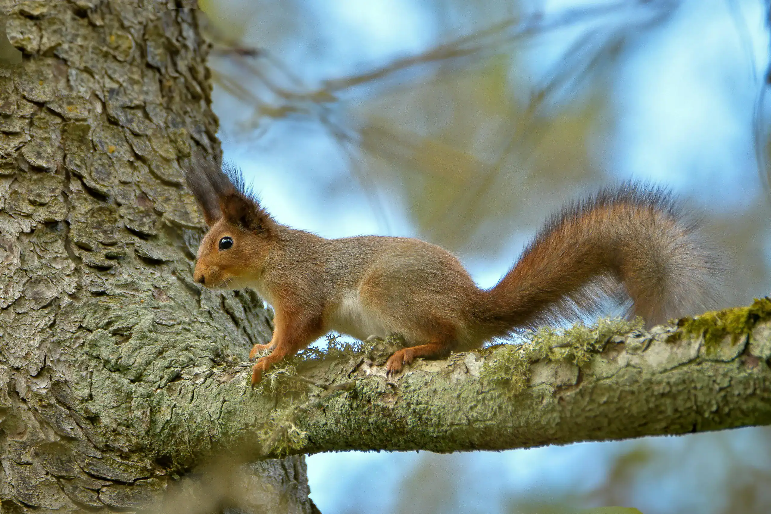 Red squirrel on a tree. Red squirrel.