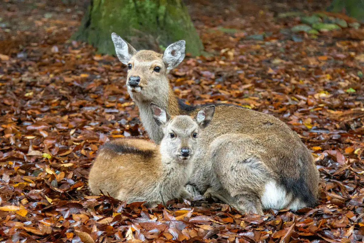 Sika Deer with Fawn. Ireland's Sika Deer.