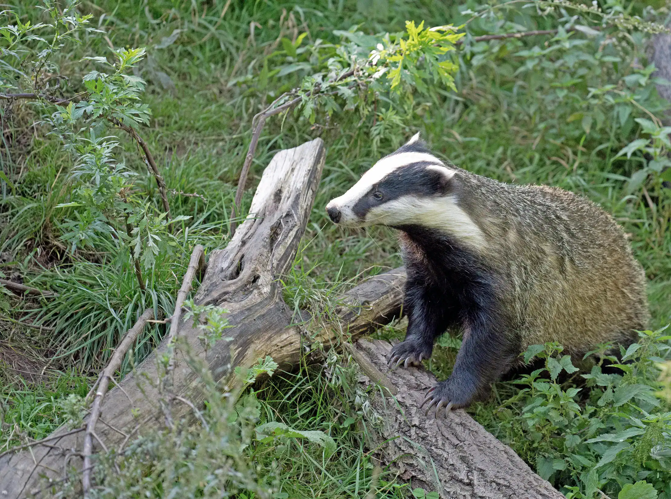 The European badger,. DAFM.