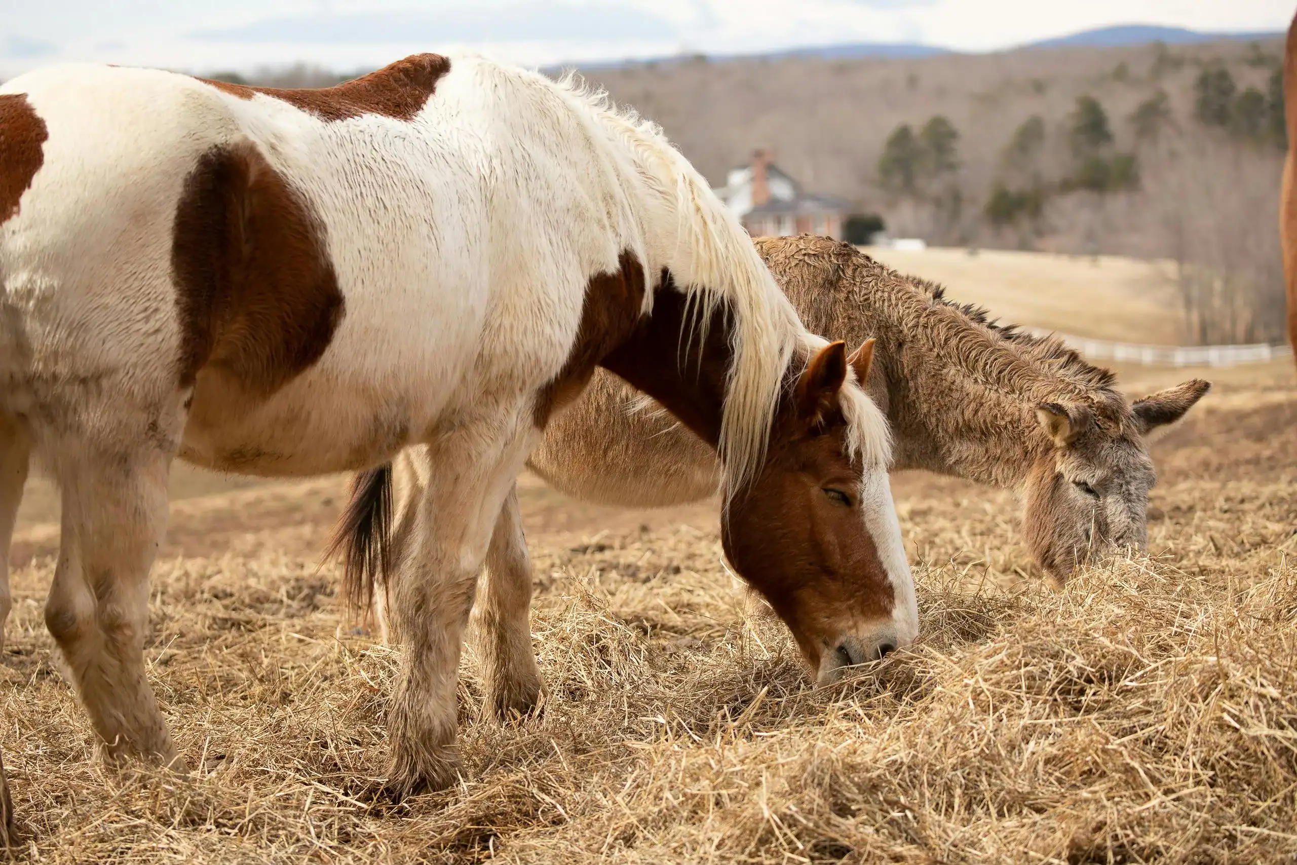 Horse and donkey eating hay. CAB raid.