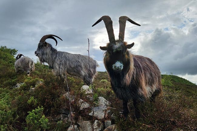 Three Old Irish Goats grazing on a hillside.  Old Irish Goat