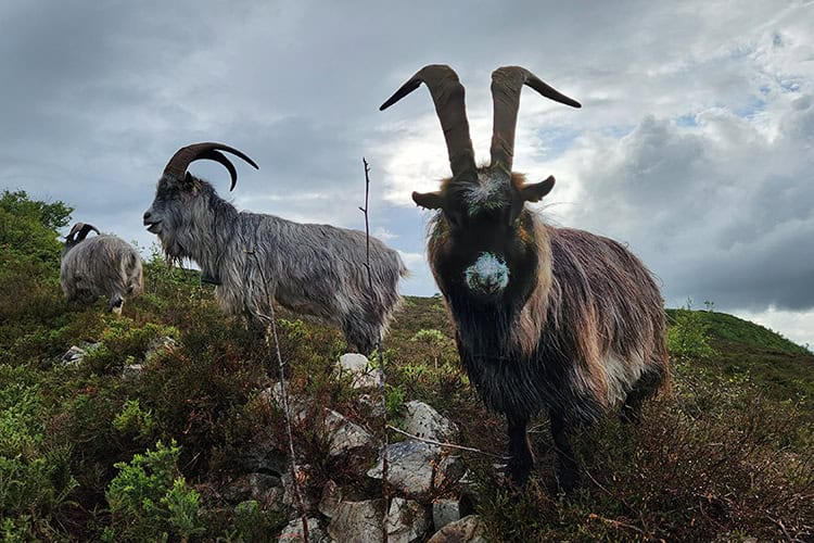 Three Old Irish Goats grazing on a hillside. Old Irish Goat