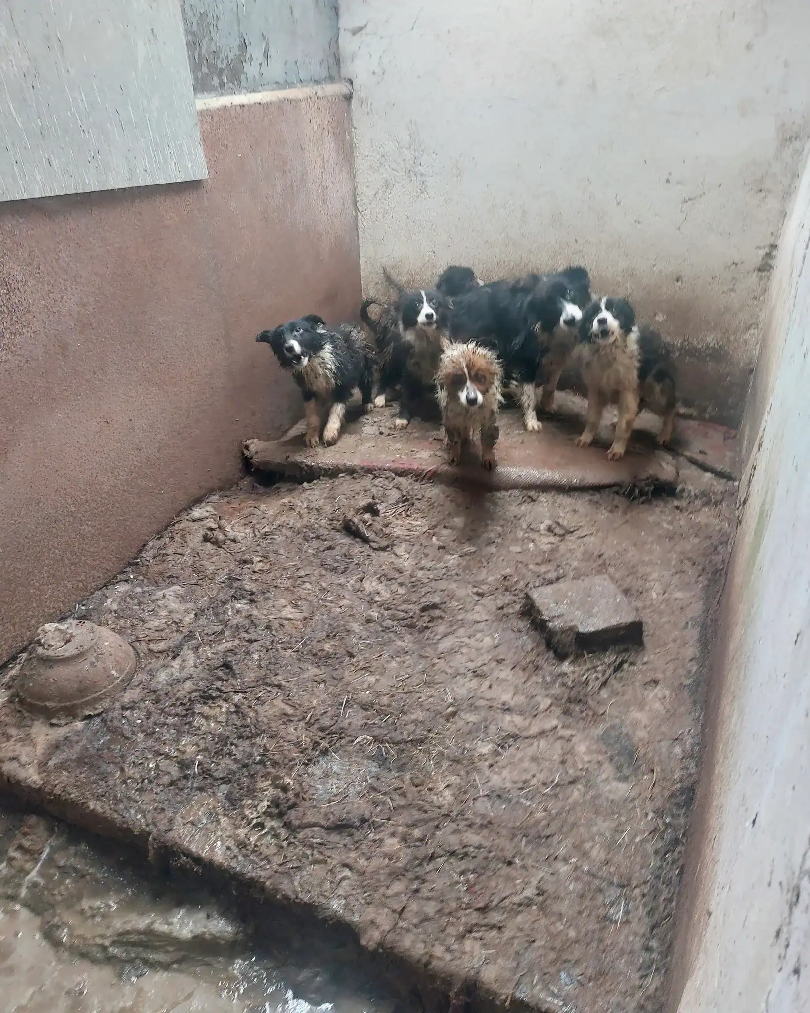 Dogs in Kennels. Neglect of Seven Dogs.