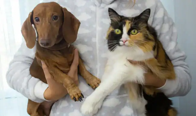 Cat and Dog being held in a person's arms. European Parliament.