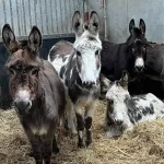 Herd of Donkeys standing in hay barn. Donegal Donkey Sanctuary.