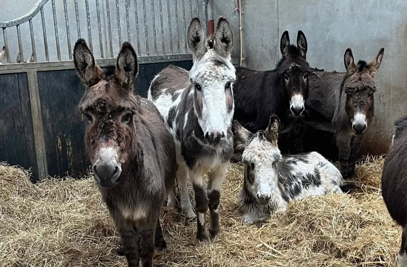 Herd of Donkeys standing in hay barn. Donegal Donkey Sanctuary.