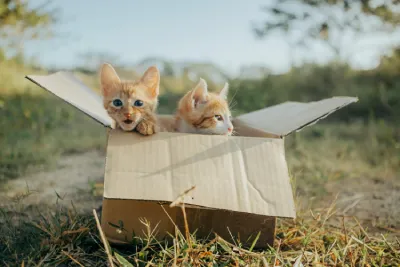 Two cats in a cardboard box. Irish animal welfare fundraising