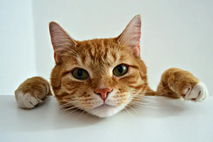 Ginger cat. Animal Welfare Issues.