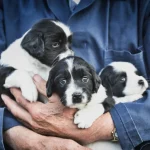 Three pups being held ina person's arms. Puppy Farming In Ireland.