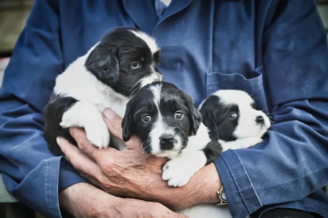 Three pups being held ina person's arms. Puppy Farming In Ireland.